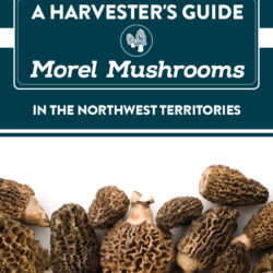 ITI Morel Mushroom: A Harvester's Guides Letter Size (Cover)